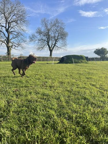 Wolvey Dog Walking Field- Cottage Farm — secure dog field in Hinckley
