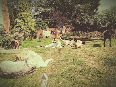 Caidge Canines Meadow Hire — secure dog field in Southminster