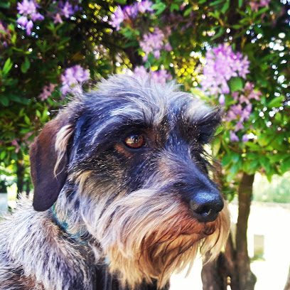 Mindful Pets — secure dog field
