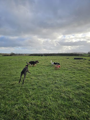 Moore’s Paws — secure dog field in Pontispool