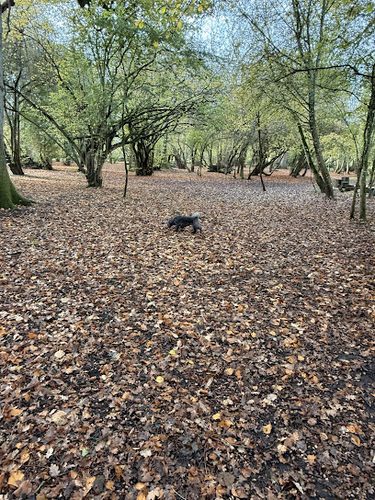 Wickwater Woods — secure dog field in Cirencester