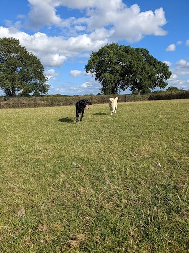 Gwalia fields — secure dog field in Wrexham