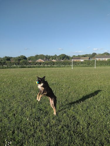 Low Flatts Park And Field — secure dog field