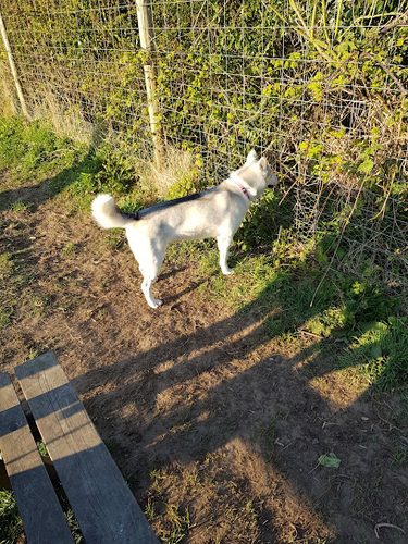 Walkington Secure Dog Walking Field — secure dog field in Beverley