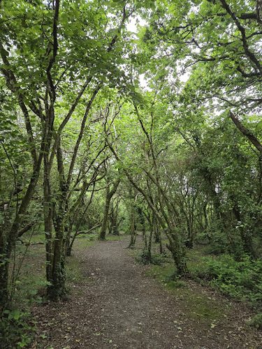Knightswoods Welly Walk — secure dog field in Newquay