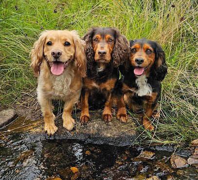 Deeside Dog Park — secure dog field in Aboyne