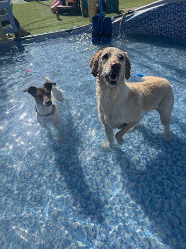 Centre Paws Ltd — secure dog field in Wirral