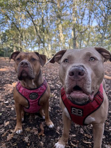 K9 Woods — secure dog field in Ferndown