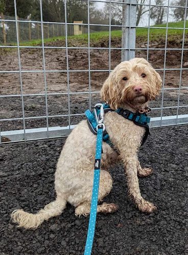 Top of the Meadow — secure dog field in Caerphilly