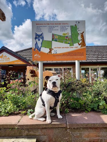 Oak Tree Animals' Charity — secure dog field in Carlisle
