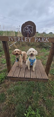 Iverley Park arena hire and dog park — secure dog field in Stourbridge
