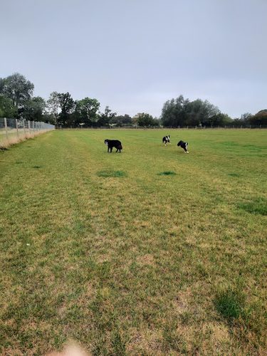 The Paw Patch — secure dog field in Colchester