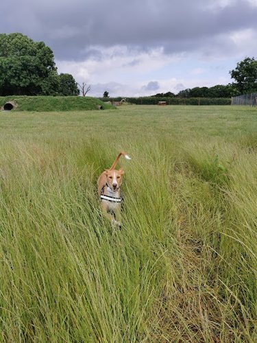 Larches Dog Fields Thornbury — secure dog field in Bristol
