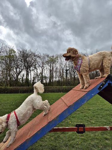Long Meadow Walk Field Rental — secure dog field in Chepstow