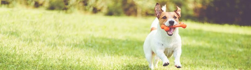 Tithe Barn Paddocks — secure dog field in Rugeley