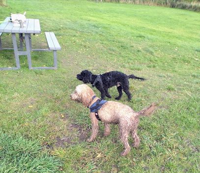Sycamore Dog Field — secure dog field in Ormskirk