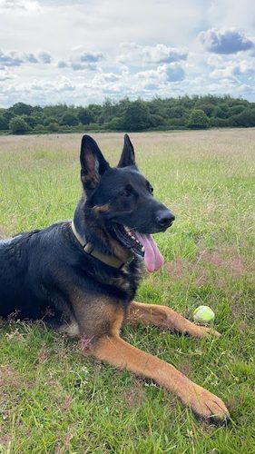 Chase & Bark Secure Dog Field — secure dog field in Cannock