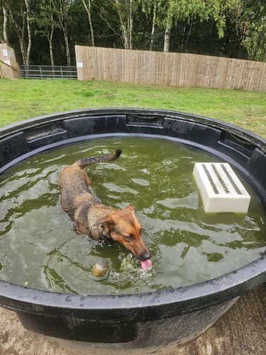Woodland Woofs — secure dog field in Consett