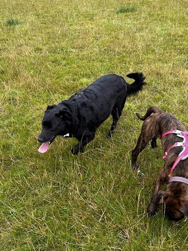 Checkhill Farm Dog Field and Woodland Walk — secure dog field in Stourbridge