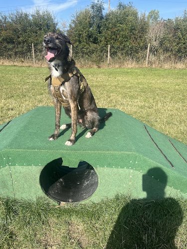 Dog Walking Field - Pawz Let Loose — secure dog field in Nottingham