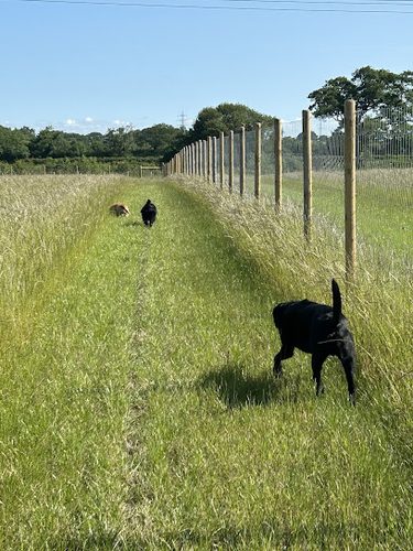 Off the Leash Carlisle Secure Dog Field — secure dog field in Carlisle