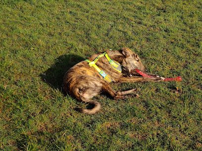 Wanderlust Walkies — secure dog field in Totnes