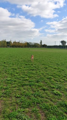 K9 Acres - Private; secure dog exercise field — secure dog field in Ashford