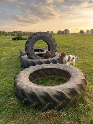 Grounds Farm Dog Walking Field — secure dog field in Buckingham