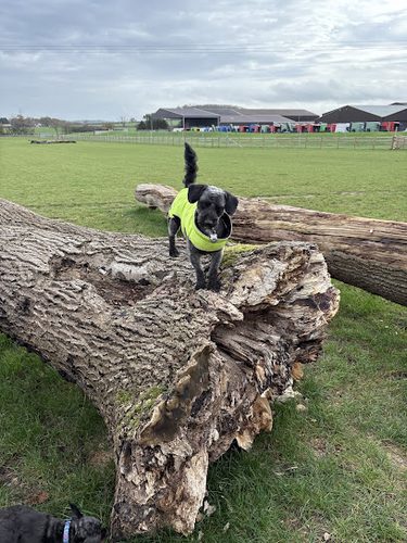 Leamington Dog Field — secure dog field in Leamington Spa