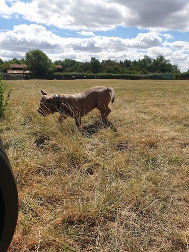 Lose The Lead — secure dog field in Bicester
