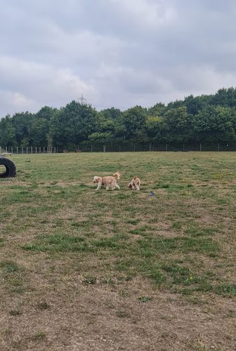 Oxford Secure Dog Walking Field — secure dog field in Oxford