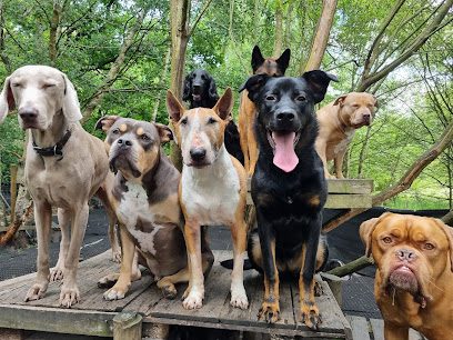 KB DogDivision — secure dog field in High Wycombe