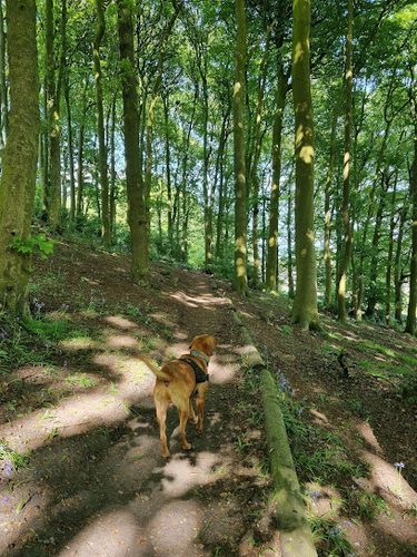 Private Woodland Walkies — secure dog field in Bingley