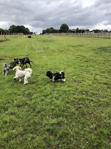 Middle Hattons Hounds — secure dog field in Wolverhampton