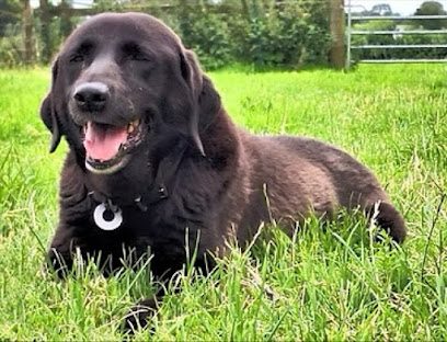 Emborough Farm Dog Exercise Area — secure dog field in Radstock