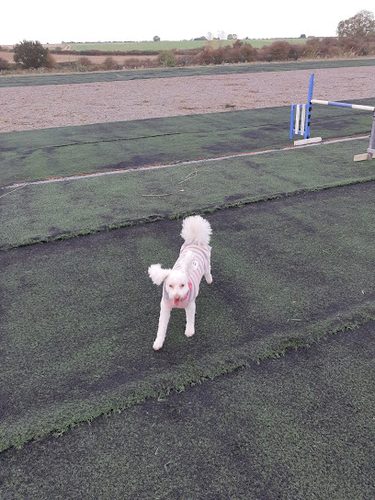 Radcliffe-on-Trent Dog Walking Field — secure dog field in Nottingham