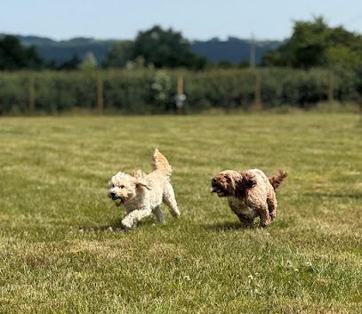 Taunton Dog Park — secure dog field in Taunton