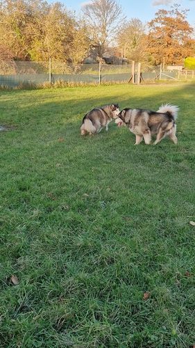 Dandelion Dogs — secure dog field in Lymington