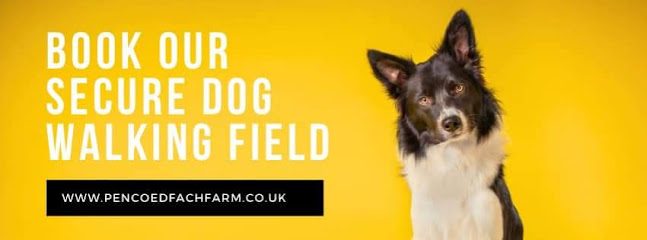 Pencoed Fach Farm Dog Walking Field — secure dog field in Blackwood