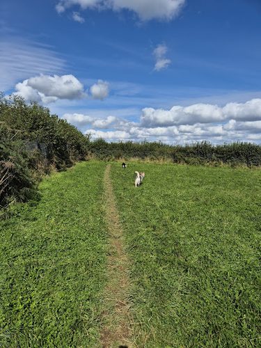 Walkies at Bickleigh — secure dog field in Plymouth