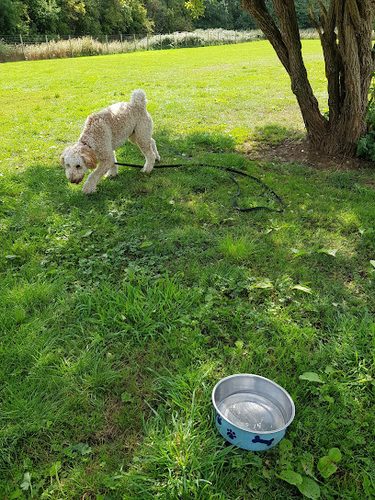 SecurePaws Derby — secure dog field in Derby