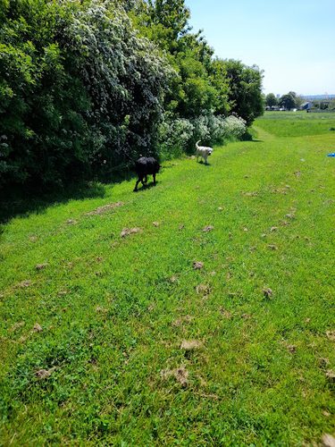archer street — secure dog field in Wallsend