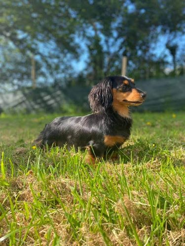 Grampound Secure Dog Walking Field — secure dog field in Truro