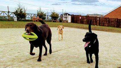 Happy Paws Dog Park — secure dog field in York