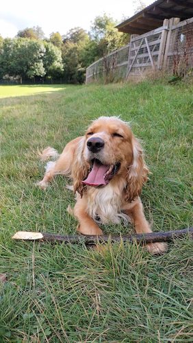 Gatton Gait Dog Field — secure dog field in Reigate