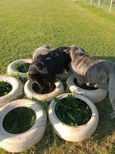 Freedom Fields Dog Play Park — secure dog field in Deal