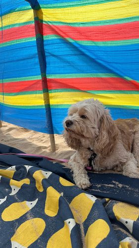 Wowdogs Edinburgh — secure dog field in Dreghorn Loan