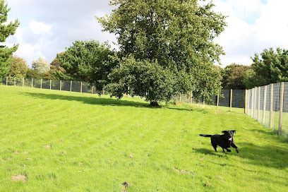 Secure Dog Field Cornwall — secure dog field in Hayle
