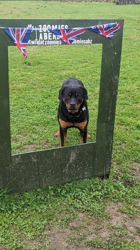 Zoomies Aberdeen — secure dog field