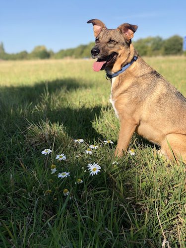 Wychbold Walkies — secure dog field in Droitwich